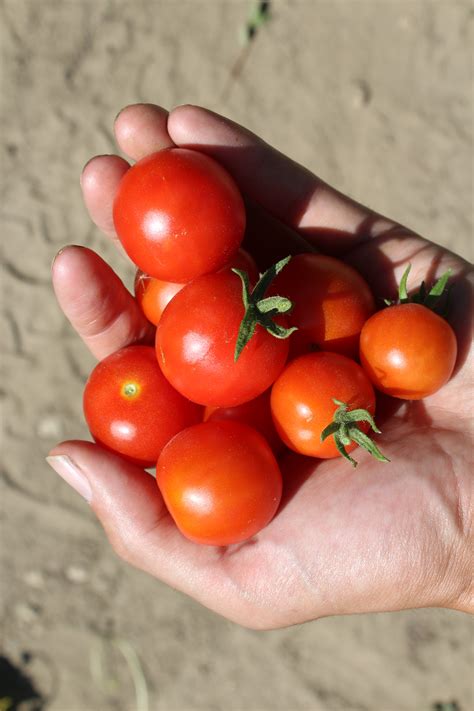 Today Was a Day Filled with New Harvests - Eric's Organic Gardening Blog