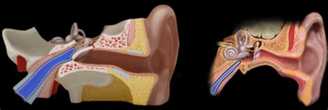 Anatomy - Ear Structures (Ant) Flashcards | Quizlet