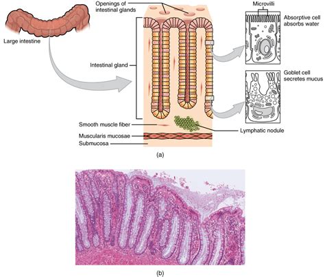 Layers of the Gastrointestinal Tract | LaptrinhX / News