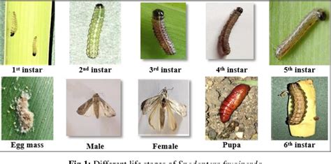 Fall Armyworm Life Cycle