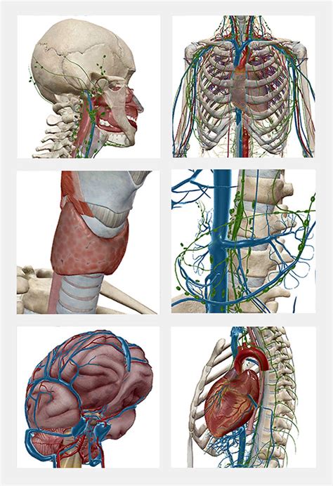 Anatomy Map / Human Anatomy Atlas SP - Free download and software reviews - CNET Download.com ...