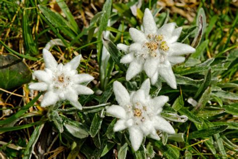 Edelweiss Flower Meaning - Flower Meaning