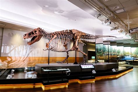 The Field Museum in Chicago | Find Natural History Exhibits