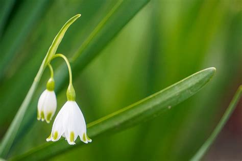 Snowdrops White Flowers - Free photo on Pixabay - Pixabay