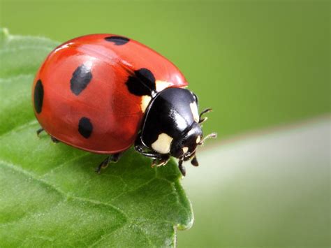 Is Neem Oil Safe For Ladybugs - Using Neem Oil With Ladybugs Present