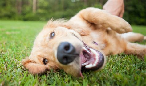 Golden Retriever Playing - Waggy Walkys Pet Care | Northern Virginia, Maryland and DC | Dog ...