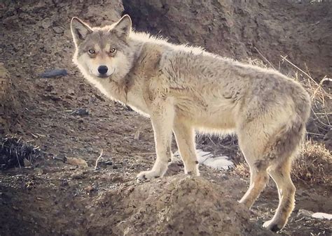 Tibetan Wolf (Canis lupus filchneri) – The Wolf Intelligencer