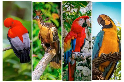 The most unique birds of the Peruvian Amazon