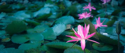 Beautiful pink lotus flower in pond.Pink Lotus Flower background Lily Floating On The Water ...