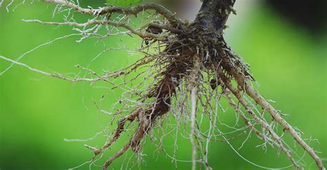 Plant Roots 101: Going Back to Our Roots in the Garden