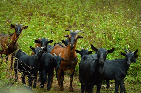 13 Best Meat Goats for Your Homestead: Boost Nutrition and Minimize Care