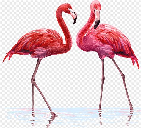 Flamingo Illustration, Two flamingos, watercolor Painting, textile png ...