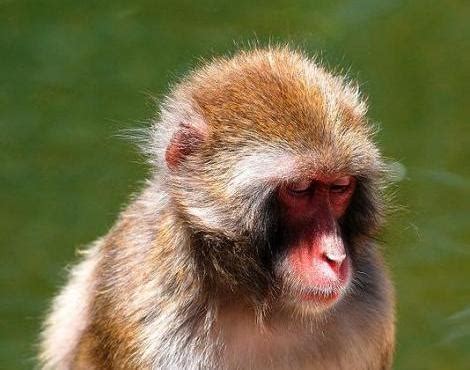 Animals Unique: Japanese Macaque