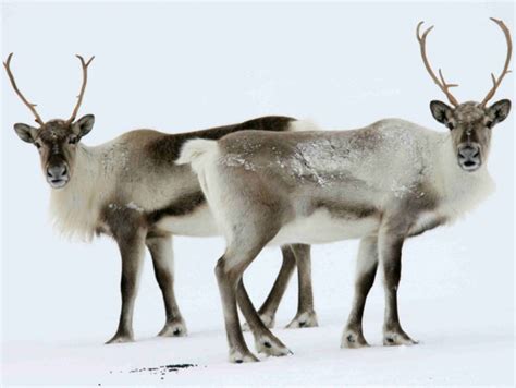 Icelandic reindeer - Animal Fair