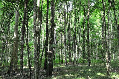 Maramagambo Forest - Inside Queen Elizabeth National Park