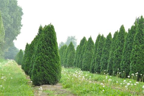 Thuja occidentalis 'Smaragd' | Thuja occidentalis 'Smaragd' - Van den Berk Nurseries