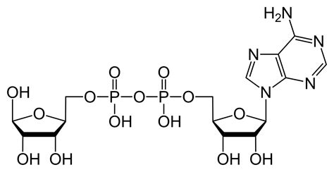 File:Adenosine diphosphate ribose.svg - Wikipedia