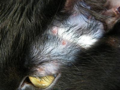 Cat Skin Diseases of Unknown Cause Diagnosis and Treatment