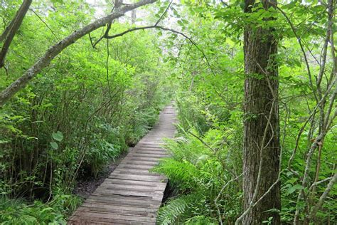 Trek through Tannersville Cranberry Bog a unique experience | Sports ...