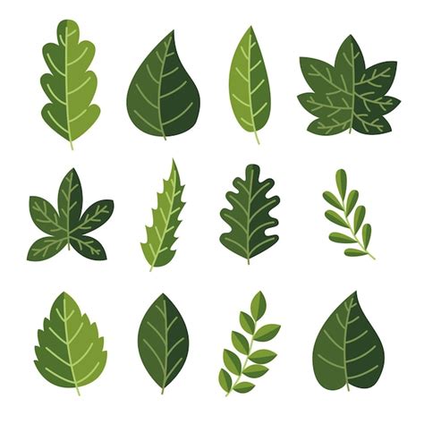 Leaf Vectors & Illustrations for Free Download | Freepik