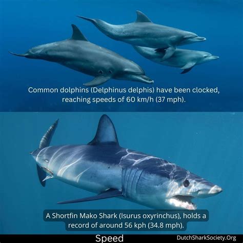 How To Tell The Difference Between A Shark And A Dolphin? - Dutch Shark ...