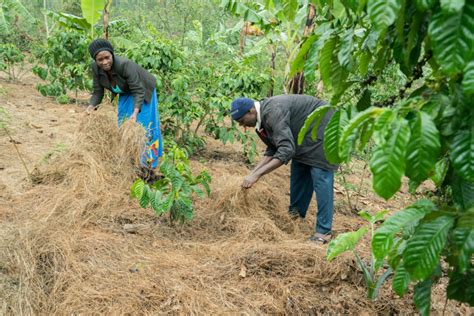 Agroforestry promotes the preservation of the environment - Vi Agroforestry