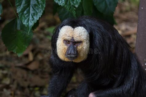 White-Faced Saki Monkey Closeup Stock Image - Image of french, forest ...