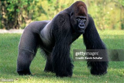 Huge Silverback Gorilla