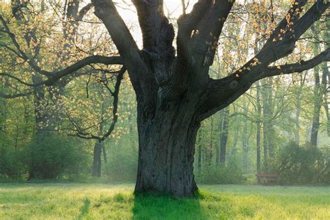 5 Ways Oak Trees Cause Damage (and How to Prevent Them) - Tree Journey