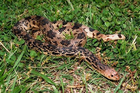 Arnold AFB home to more than 20 snake species > Arnold Air Force Base > Article Display