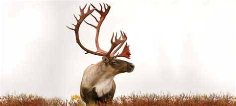 The Final Season of Quebec's Caribou Hunting | Outdoor Life