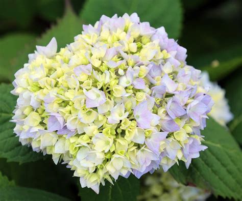 Hydrangea Common Names Hydrangea or Hortensia is a Genus of 70–75 Species of Flowering Plants ...