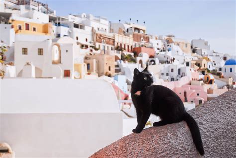 Netflix Doc Tells Story of Miraculous Cat Sanctuary on Greek Island ...