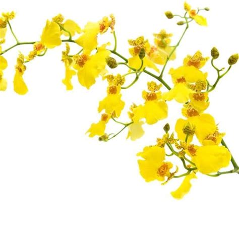 Oncidium Orchid, Yellow - Jacksonville Flower Market