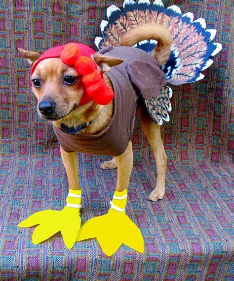 This pensive one, complete with little turkey feet. | 17 Dogs dressed as turkeys Pet Halloween ...