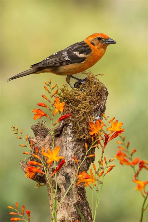 17 Best images about Songbirds ༺♥༻ on Pinterest | Passerine, Robins and Habitats