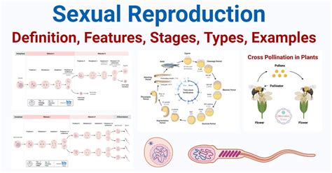 Sexual Reproduction: Features, Stages, Types, Examples