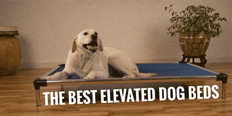 5 Best Elevated Dog Beds — Kuranda, K9 Ballistics, K&H, Coolaroo?