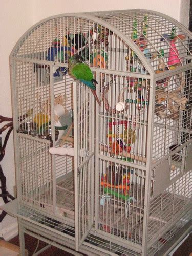 New 4 month old Sun Conure, is cage big enough? - Page 2 - Parrot Forum - Parrot Owner's Community