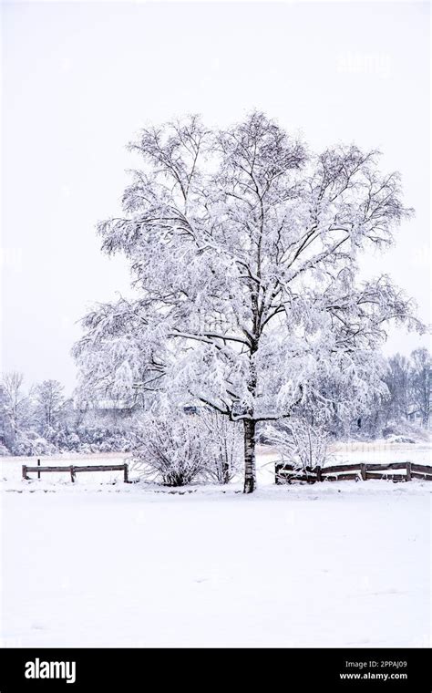 Winter landscape in Bavaria with a frosted tree Stock Photo - Alamy