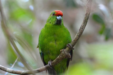 9001 BIRDS: NORFOLK ISLAND LORIKEET