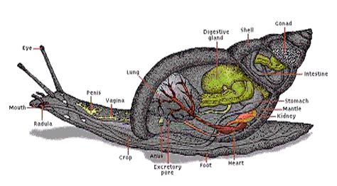 Giant African Land Snail's - RDB Phylum & CO.