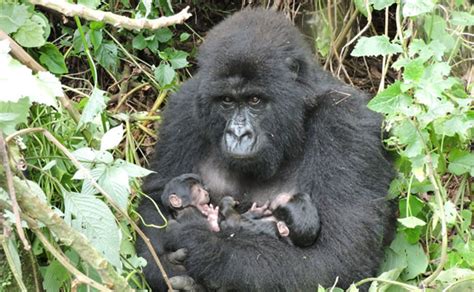 New Twin Gorillas Born in Virunga National Park | Congo Safari News