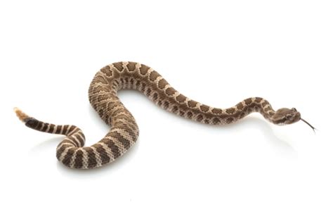 Northern Pacific Rattlesnake Stock Photo - Download Image Now - iStock