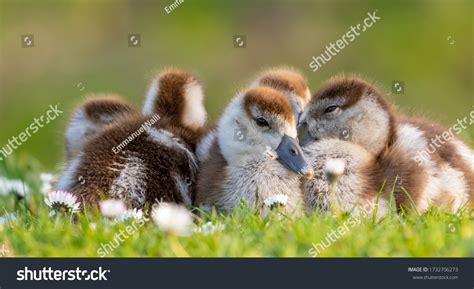 Egyptian goose baby Images, Stock Photos & Vectors | Shutterstock