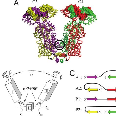 Structure of the tetrameric Lac repressor protein in complex with O1... | Download Scientific ...