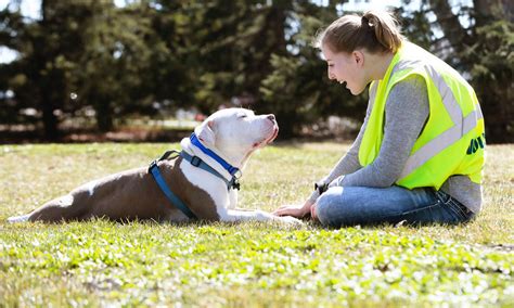 Homeward Animal Shelter : How To Help : Volunteer