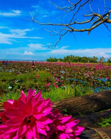 Kerala's Malarikkal paddy fields glow with pink lilies in full bloom: See breath-taking visuals ...