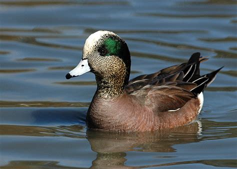 American Wigeon Facts, Distribution, Diet, Behavior, Images