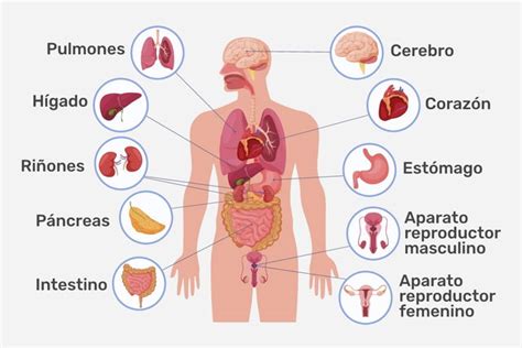 Órganos del cuerpo humano: cuáles son y principales funciones - Tua Saúde